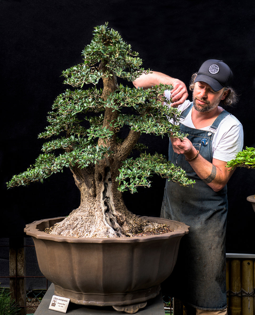 bonsai tree course Introduction to Bonsai Course (Melbourne) – Chojo