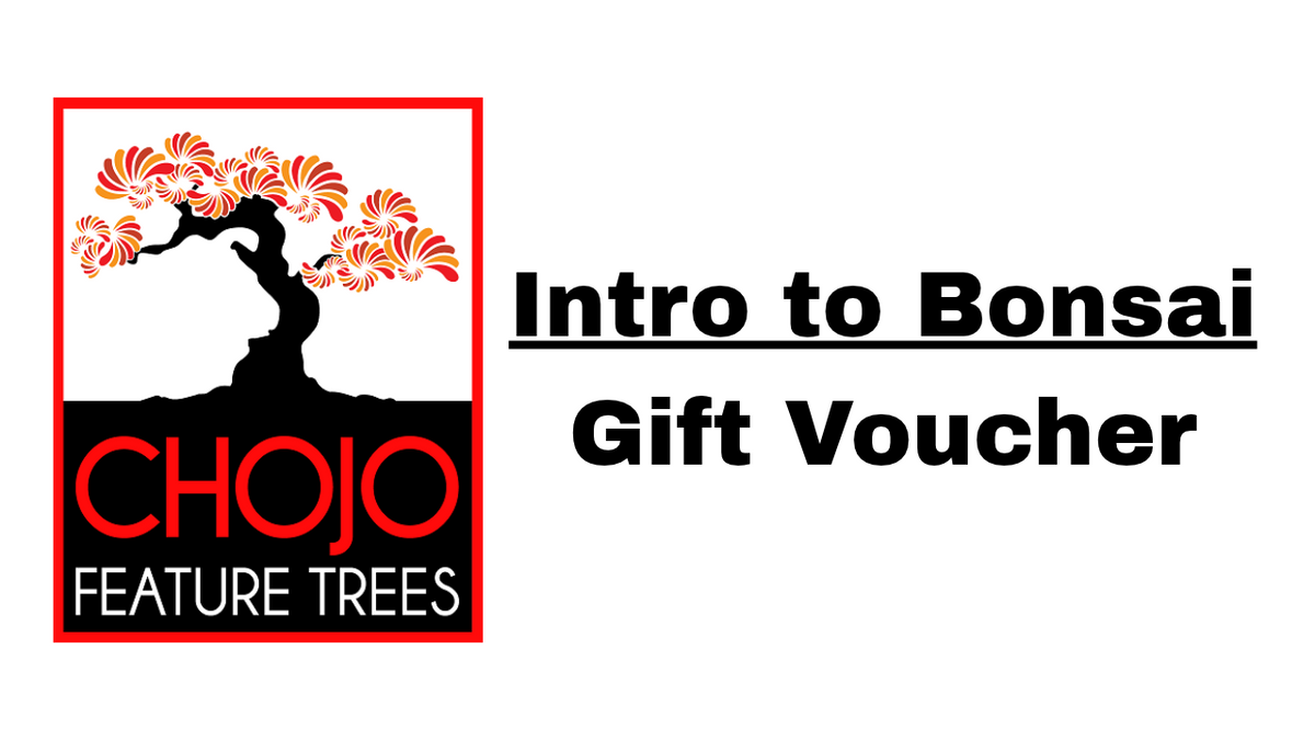 Gift Voucher - Introduction to Bonsai Class