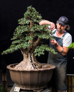 Bonsai Australia Chojo Jeff Barry