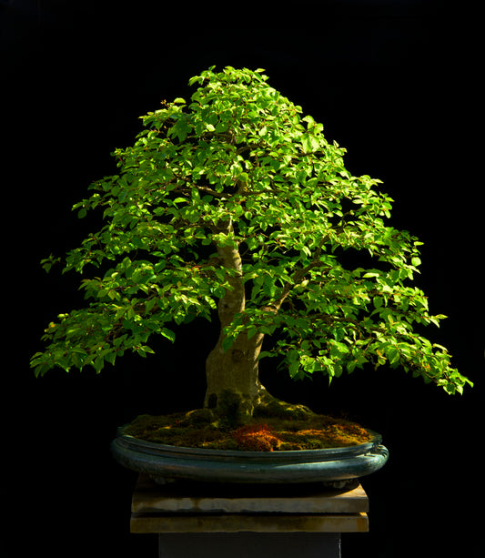Bonsai Critique Session