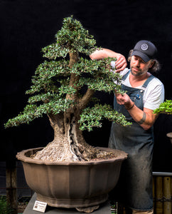 Introduction to Bonsai Course (Melbourne)